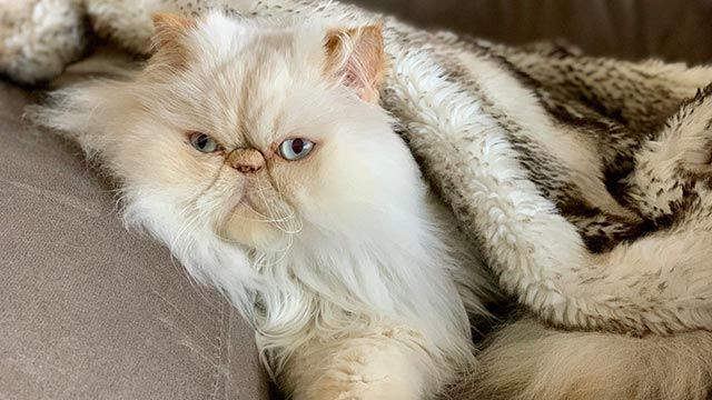 gato persa en sofa