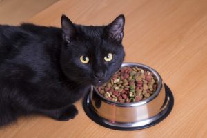 alimentacion gato bombay