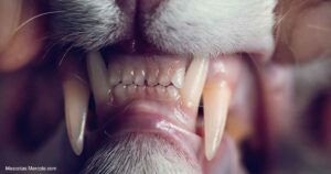 dientes de gato singapura