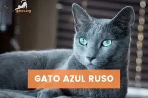 GATO-AZUL-RUSO