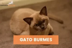 GATO-BURMES