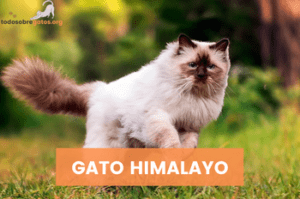 GATO-HIMALAYO