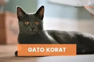 GATO-KORAT