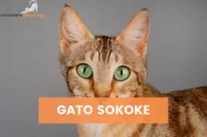 GATO-SOKOKE