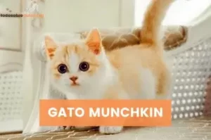 gato-munchkin
