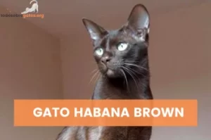 Gato Habana Brown