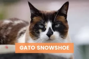 Gato snowshoe