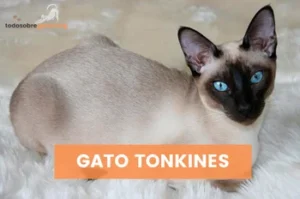 Gato tonkines