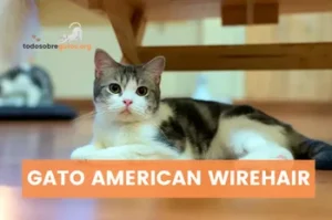 Gato American Wirehair