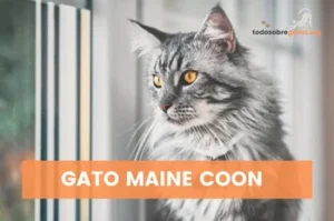 Todos los secretos que esconde el gato Maine coon