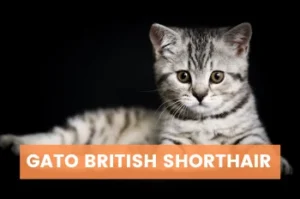 Todo sobre el gato British shorthair