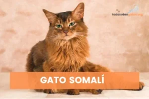 El gato somalí