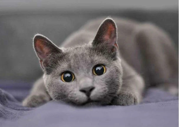 el gato azul ruso una raza de gato domestico más caro del mundo