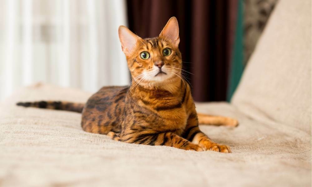 gato bengali uno de los gatos más caro del mundo