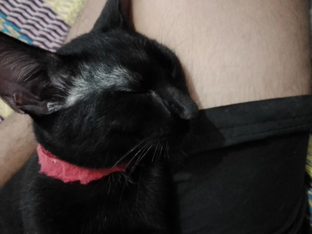 gato negro durmiento